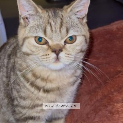 Foto 1/1 Mocca Chat perdido en Villenave d ornon