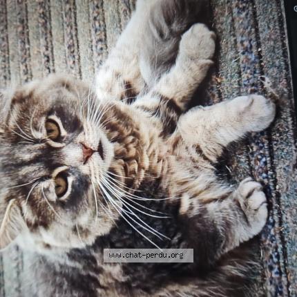 Foto 1/1 Lapinou Chat perdido en Carnieres