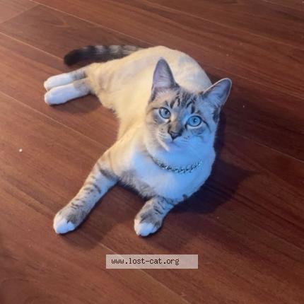 Foto 1/1 Klaus Chat perdido en Laplace