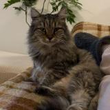 Foto del gato perdido en Tournefeuille