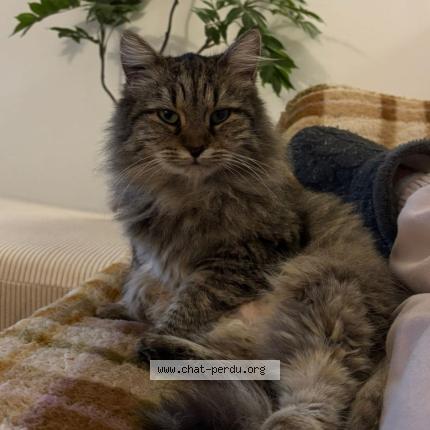 Foto 1/1 Minette Chat perdido en Tournefeuille