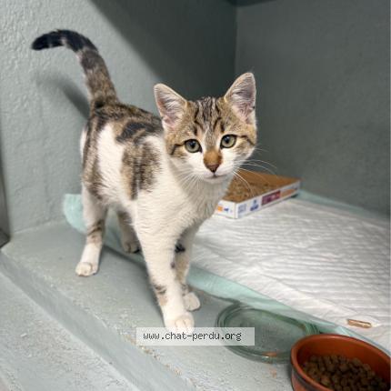 Foto 1/3 Channel Chat perdido en Nevers