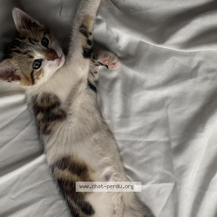 Foto 2/3 Channel Chat perdido en Nevers