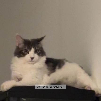 Foto 1/1 Mykee Chat perdido en Garons