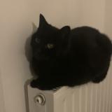 Foto del gato perdido en Alencon