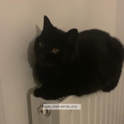 Foto 1/1 Zina Chat perdido en Alencon