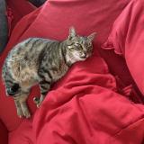 Foto del gato perdido en Mauran