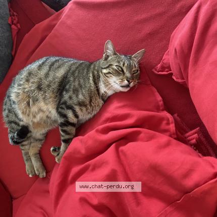 Foto 1/1 Minou Chat perdido en Mauran