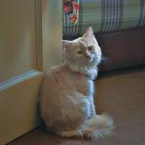 Foto del gato perdido en Islamabad