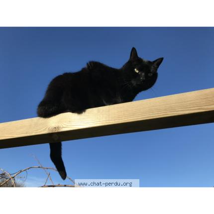 Foto 1/1 Peter Chat perdido en St thonan