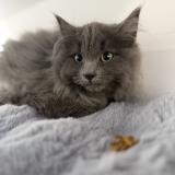 Foto del gato perdido en Trois Rivieres