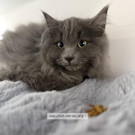 Foto 1/1 Ravioli Chat perdido en Trois rivieres