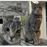 Foto del gato perdido en St Jean De Cornies