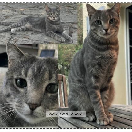 Foto 1/1 Boogie Chat perdido en St jean de cornies