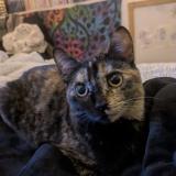 Foto del gato perdido en La Roche Sur Yon