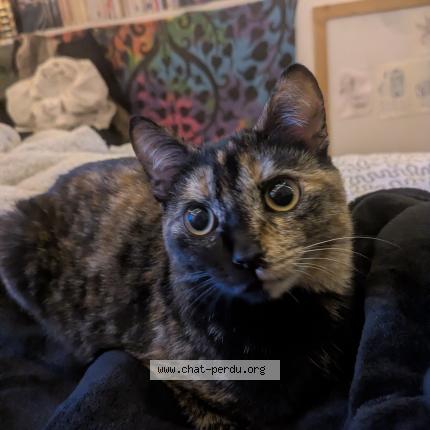 Foto 1/1 Cassie mimine Chat perdido en La roche sur yon