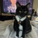 Foto del gato perdido en Jacksonville