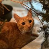 Foto del gato perdido en Long Beach