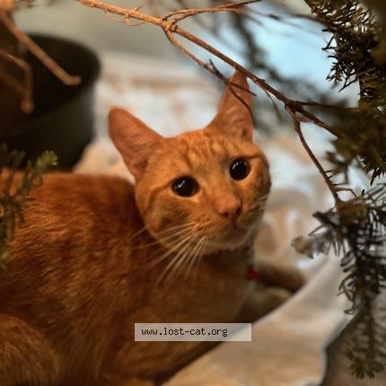 Foto 1/1 Simba Chat perdido en Long beach