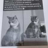 Foto del gato perdido en Montevideo