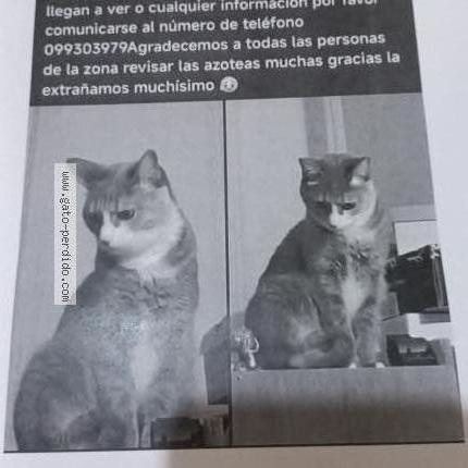 Foto 1/1 IRA Chat perdido en Montevideo