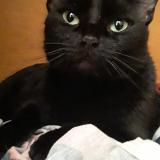 Foto del gato perdido en Seminole