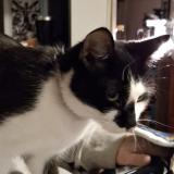 Foto del gato perdido en Kingsport