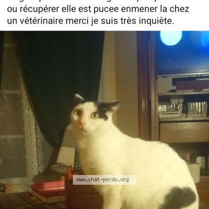 Foto 1/1 Wikette Chat perdido en Pruniers en sologne