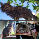 Foto del gato perdido en Strasbourg