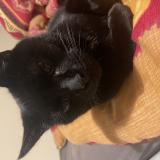 Foto del gato perdido en Contres