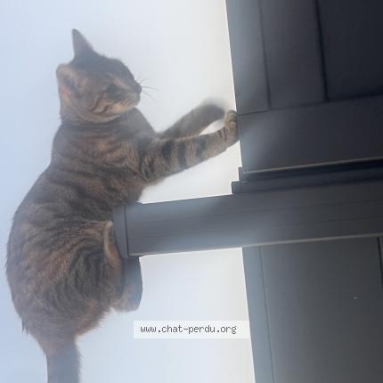 Foto 1/1 Isis Chat perdido en Forchies la marche