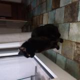 Foto de gato encontrado en Clermont Ferrand