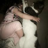 Foto del gato perdido en St Seglin