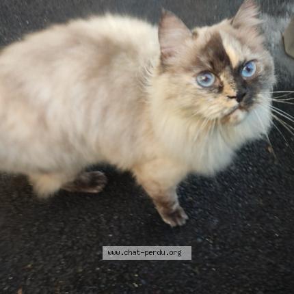 Foto 1/1 Gato encontrado Encontrado en Villejuif
