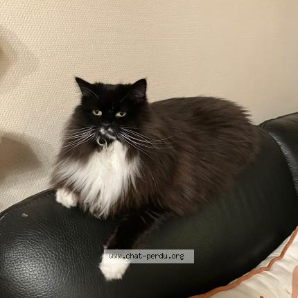 Foto 1/1 AKIKO Chat perdido en Annezin