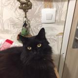 Foto del gato perdido en 78330 Fontenay Le Fleury