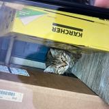 Foto del gato perdido en Bordeaux