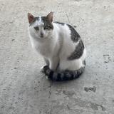 Foto de gato encontrado en Chavanoz