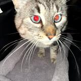 Foto del gato perdido en Avignon