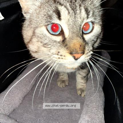 Foto 1/1 Shiro Chat perdido en Avignon