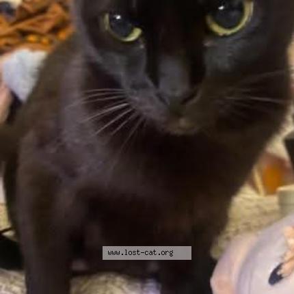 Foto 1/1 Crystal henry Chat perdido en Dallas