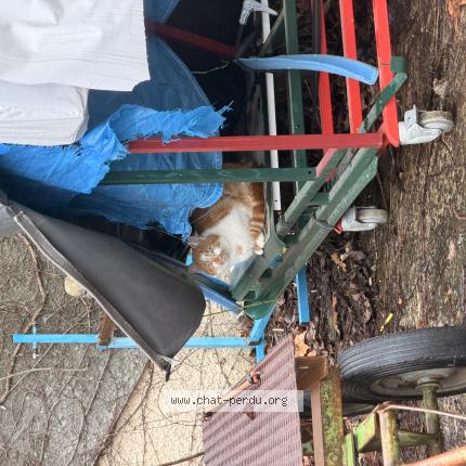 Foto 1/1 Gato encontrado Encontrado en Nimes