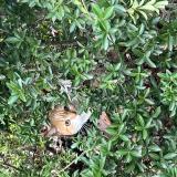 Foto de gato encontrado en Le Bedoire