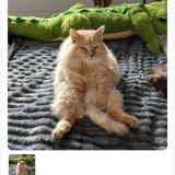 Foto del gato perdido en Mimizan