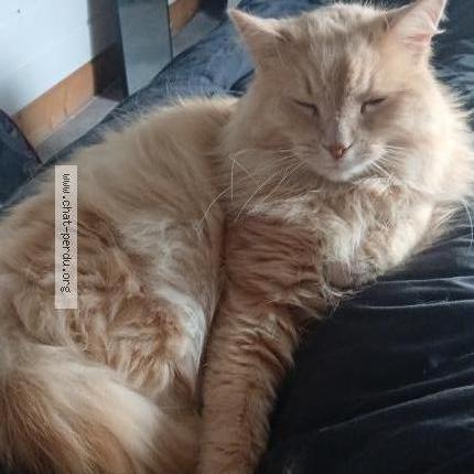 Foto 2/2 Jeanette Taylor Chat perdido en Mimizan