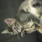 Foto del gato perdido en Molsheim