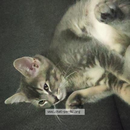 Foto 1/1 Milou Chat perdido en Molsheim