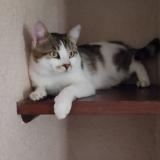 Foto del gato perdido en Sail Sous Couzan