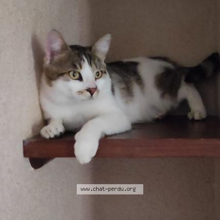 Foto 1/1 Sweety Chat perdido en Sail sous couzan