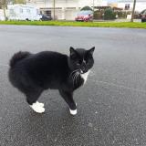 Foto de gato encontrado en Bouguenais